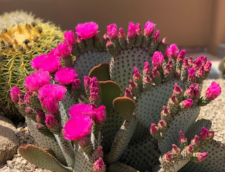Landscaping for Sustainability: Mesa’s Green Revolution with Xeriscaping
